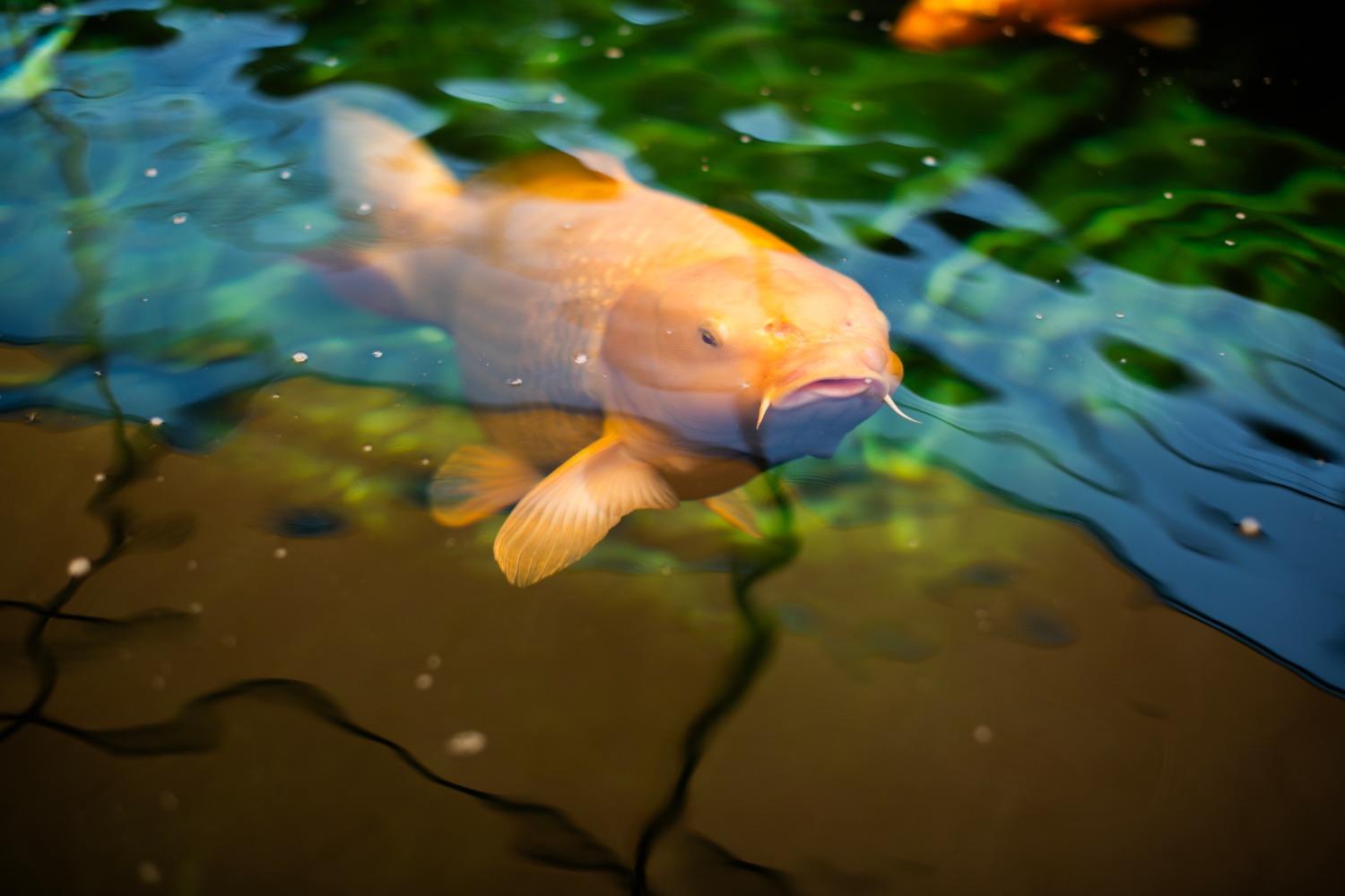 21255 Ruscello Ln, Friant, CA 93626