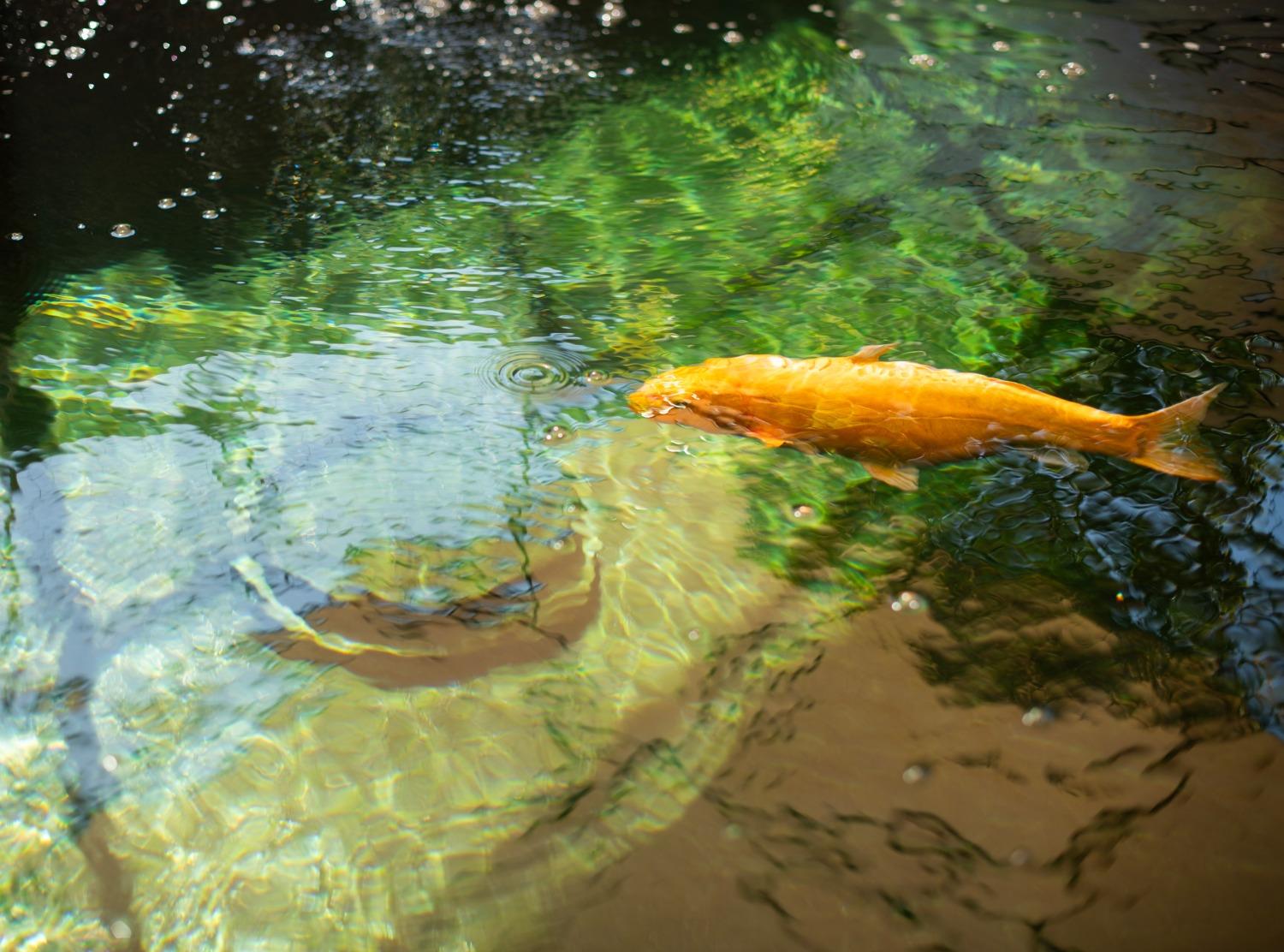 21255 Ruscello Ln, Friant, CA 93626